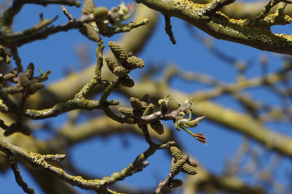 fruit de noyer