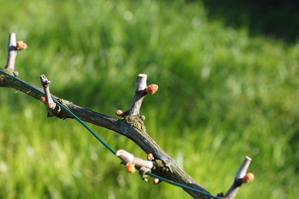 vigne de chasselas doré