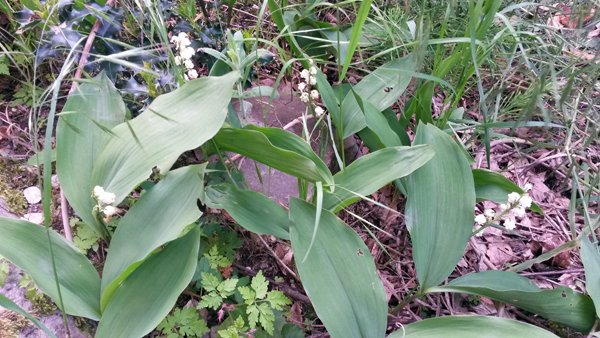 muguet_02.jpg