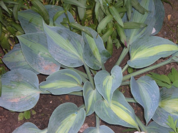 hosta touch off class