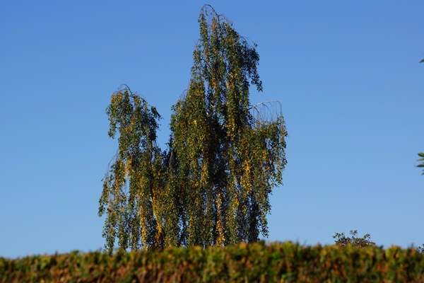 DSC07822.JPG