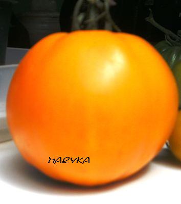 nicoyiotis orange.JPG