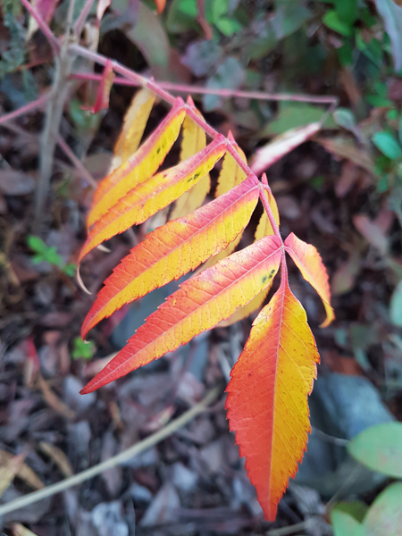 06_novembre.jpg