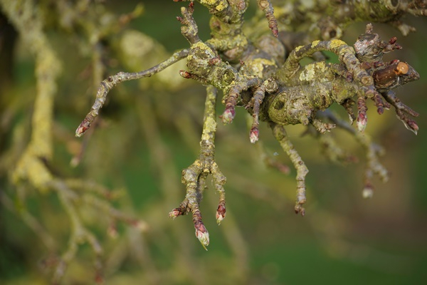 Bourgeons de pommiers