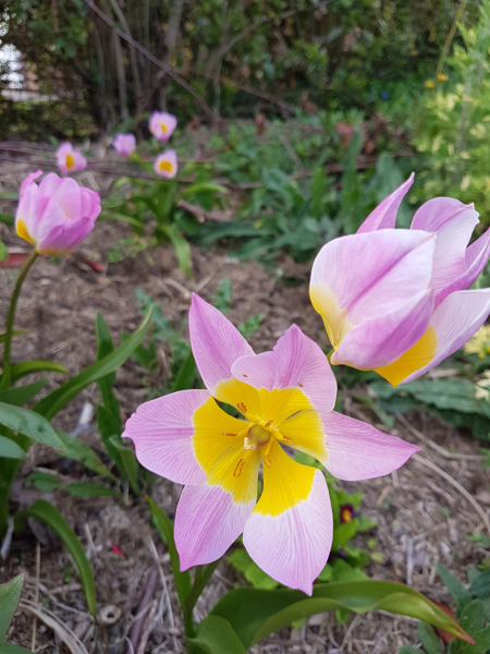 15_05_tulipe.jpg