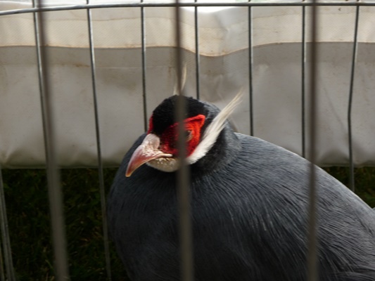 P1000747.JPG
