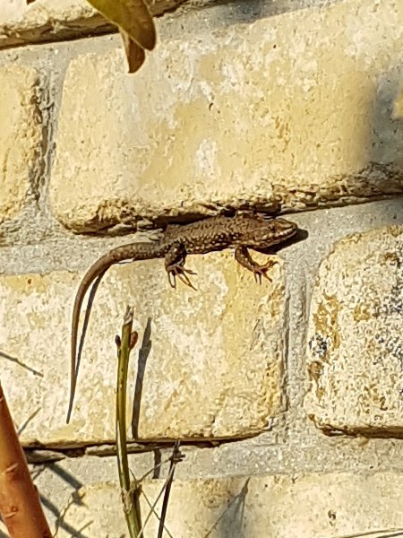 Lézard gros plan