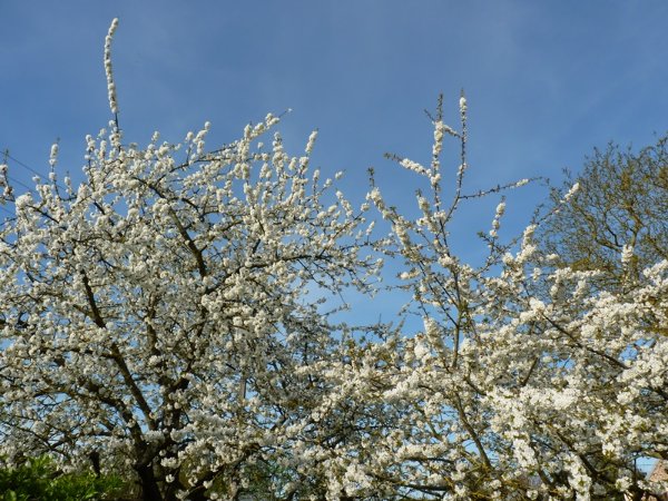 Creisier
