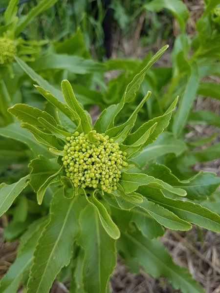 Fleur en devenir