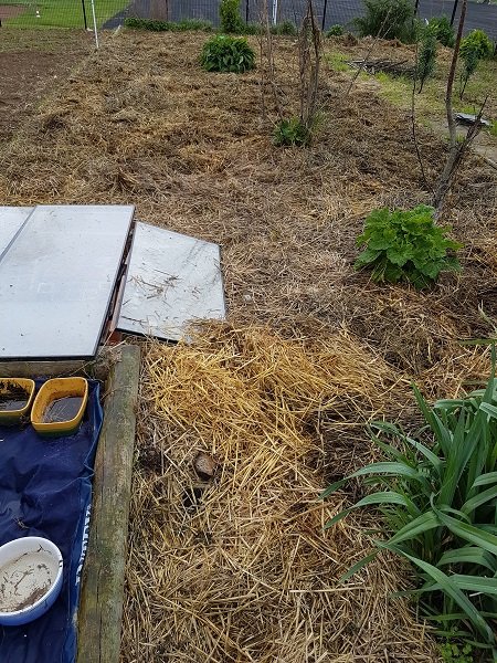 En attente des courges et tournesols