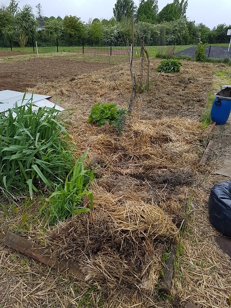 En attente des courges et tournesols