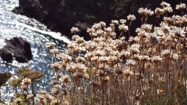 fleur et pointe 2.JPG