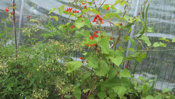 haricots Magic Wisley & clémentine_310710.JPG