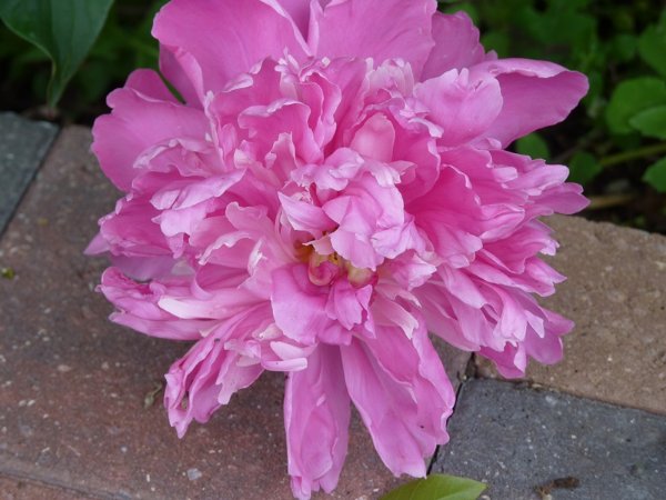 Pivoine