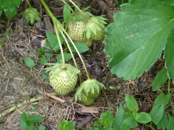 Fraises