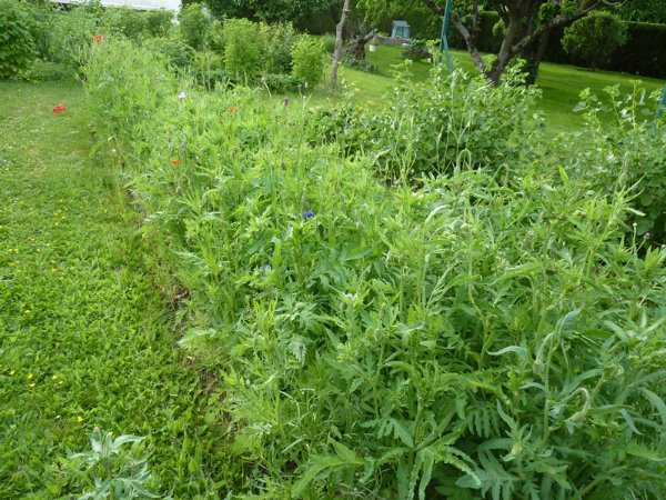 Prairie fleurie