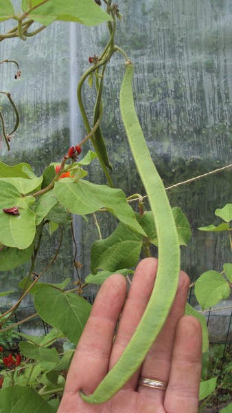 haricot magic wisley.JPG