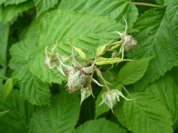 Framboises