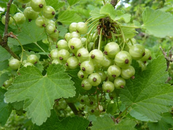 Groseilles