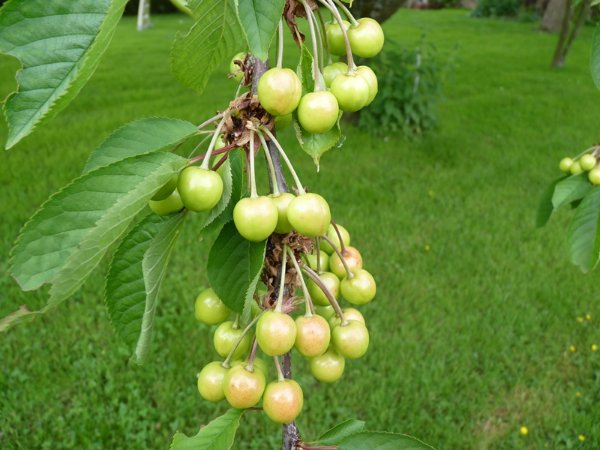 Cerises