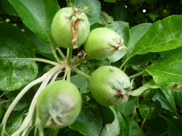 Pommes