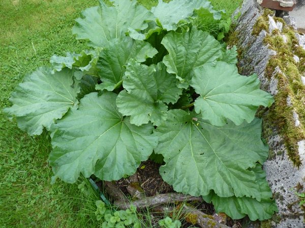 Rhubarbe