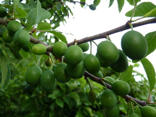 Prunes