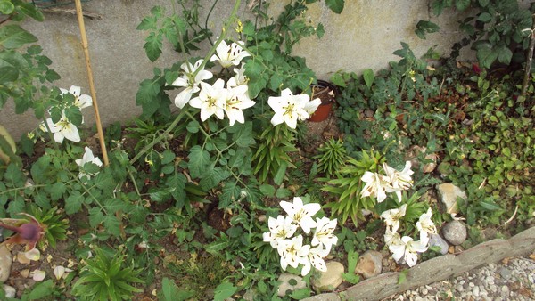 Lys Blanc_310710.JPG