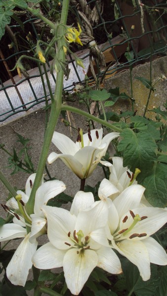 Lys Blanc&clementine_310710.JPG