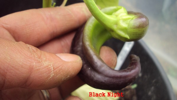 Black night_310710.JPG