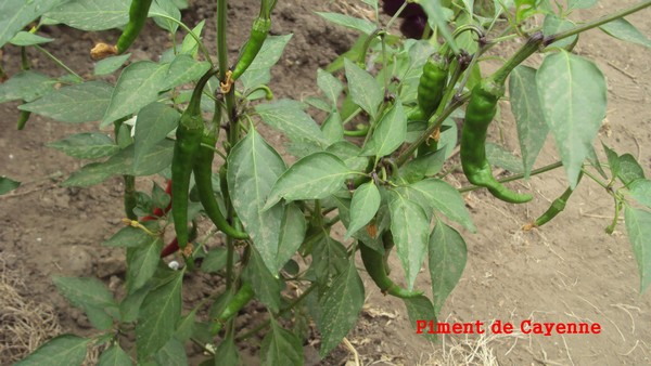 Cayenne_310710_1.JPG