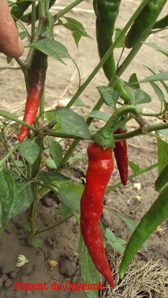 Cayenne_310710_2.JPG