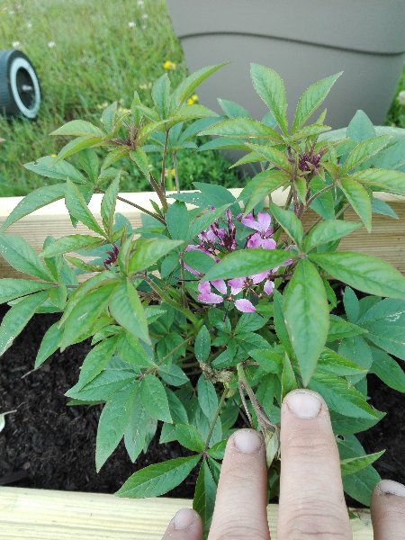 IMG_20180607_091849[1].jpg