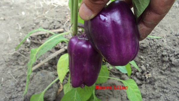 Mauve Lilac_310710.JPG