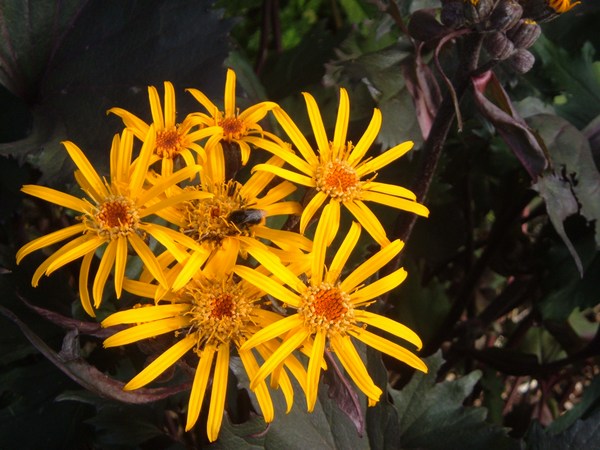 la fleur vue de prés