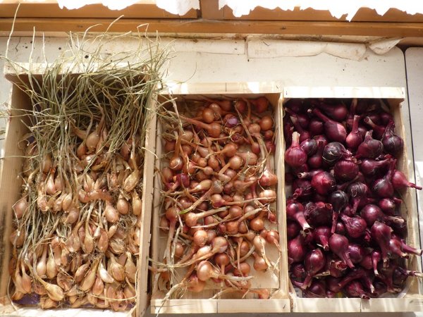 P1110583.JPG