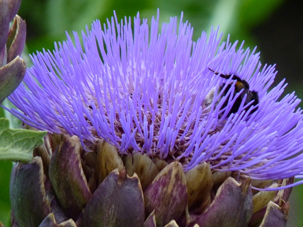 bourdon dans une fleur d'artichaut