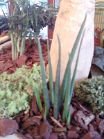 sanseveria cylindrica.jpg