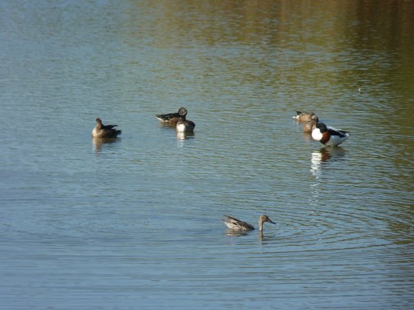 canards et canard souchez