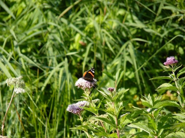 papillon