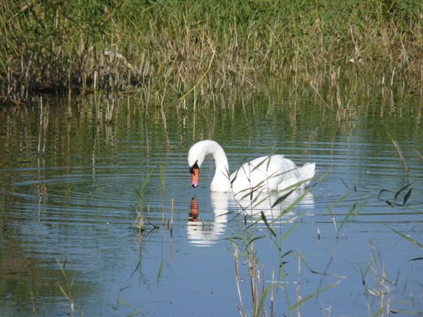 cygne