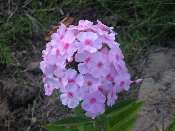 phlox eyes