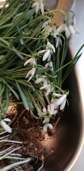 IMG_20190303_134515.jpg