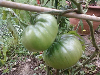 TOMATE NOIRE DE CRIMEE 02.jpg