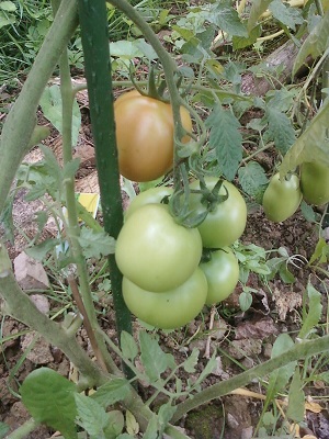 TOMATE GRAPPE 02.jpg
