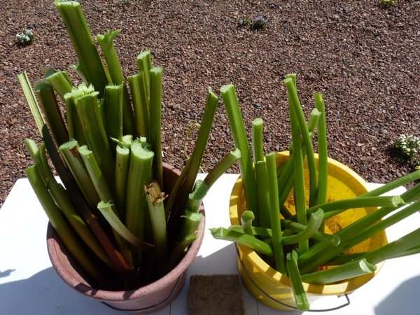 P1130378.JPG
