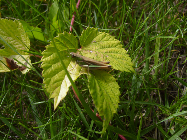 Rencontre sur une feuille de houblon doré.