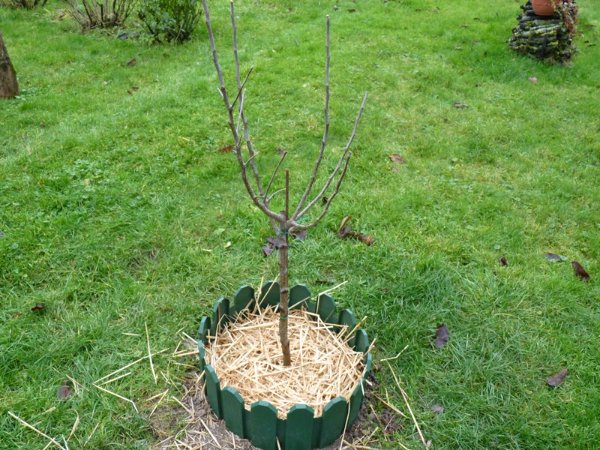 pommier