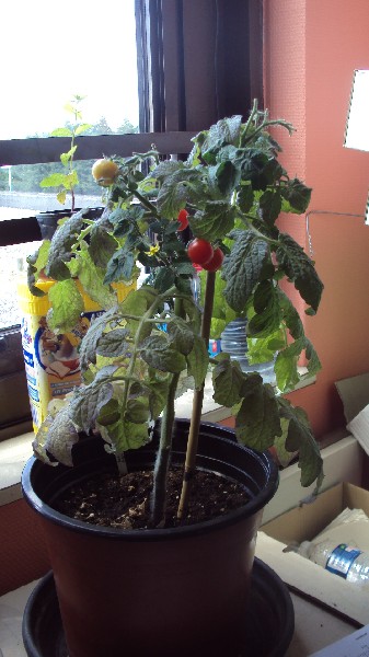 Red Robin_buro_060810_1.JPG