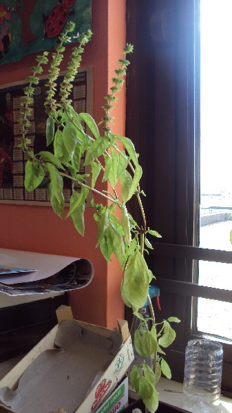 Basilic_buro_060810_1.JPG